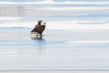 Wild bald eagle fishing in a state park in Colorado
