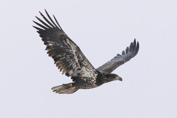 Wild bald eagle fishing in a state park in Colorado