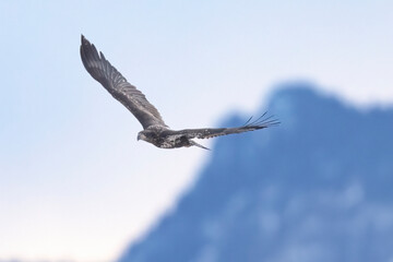 Wild bald eagle fishing in a state park in Colorado