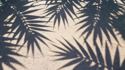 Palm leaf shadows on a bright surface. Minimal, sunny, tropical mood.