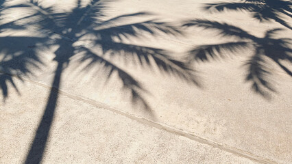 Palm leaf shadows on a bright surface. Minimal, sunny, tropical mood.