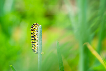 Close-up of a swallowtail caterpillar eating a dill stem