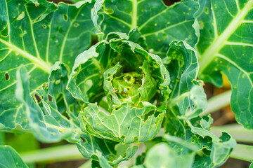 Leaves of growing Brussels sprouts eaten by pests, close-up