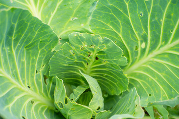 Growing cabbage leaves eaten by pests, close-up