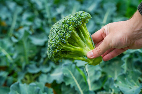 Ripe broccoli in hand close-up on blurred background