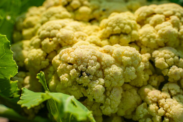 Cauliflower growing in a vegetable garden, beetles Carpophilus hemipterus, close-up
