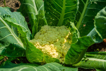 Cauliflower growing in a vegetable garden, beetles Carpophilus hemipterus, close-up