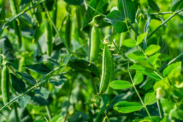 Green pea pods growing in the garden, close-up