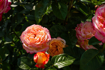 Growing beautiful pink rose close-up