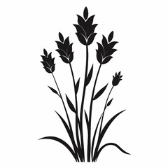 fieldrush flower silhouette on white background