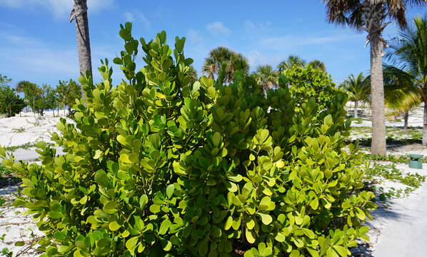 Chrysobalanus icaco L. growing in Cyprus, an island of the Mediterranean Sea. It is a shrub or tree and grows primarily in the wet tropical region.