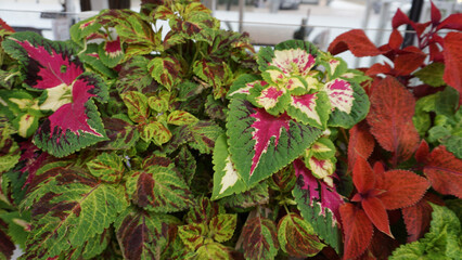 One type of ornamental plant is called Coleus, painted nettle, Coleus blumei, Plectranthus scutellarioides, decorative leaves of colorful hybrid coleus plant purple