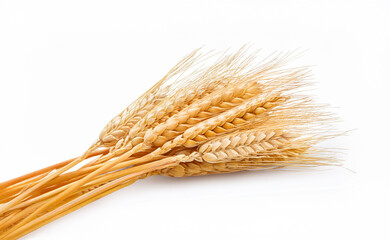 Wheat ears or heads set isolated on white background. Package design element with clipping path
