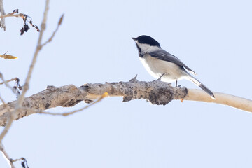 Obraz premium A wild black-capped chickadee perched in a tree in a state park in Colorado.