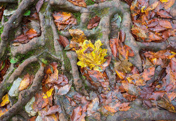 the roots of the tree trunk, anchored on the rocky ground in a natural park, maintain balance and balance in their natural habitat, stone figurines, close-up