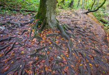 the roots of the tree trunk, anchored on the rocky ground in a natural park, maintain balance and balance in their natural habitat, stone figurines, close-up