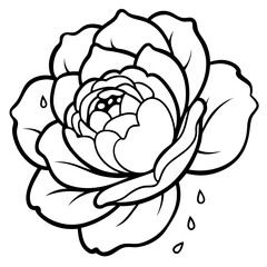 Ultra close-up of a blooming peony with water droplets on its petals, soft background bokeh, high detail