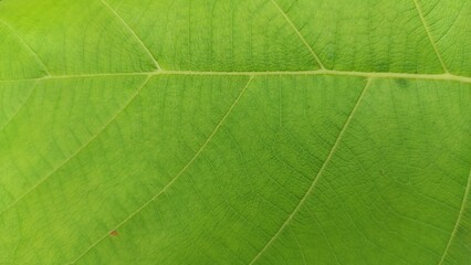 green leaf texture background 