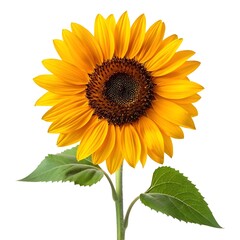 Obraz premium Vibrant Sunflower Blossom: Bright Yellow Petals and Dark Center on White Background 