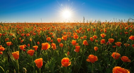 Vibrant Orange Poppies Field Sunny Blue Sky Nature
