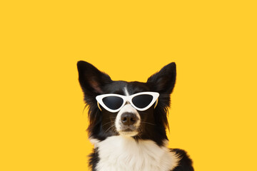 Cute Border Collie dog in sunglasses on yellow background
