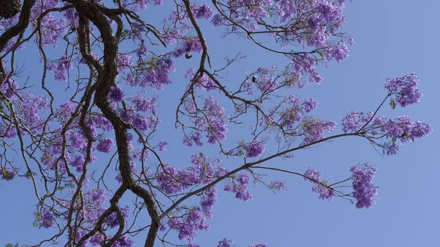 Blooming Jacaranda Tree Against The Sky In Grafton, NSW, Australia - Low Angle Shot