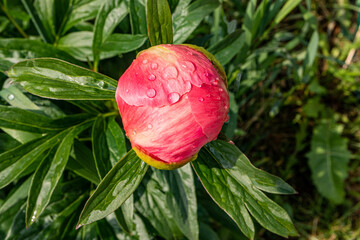An unopened bud of a peony flower with drops of water after rain on the background of green leaves. natural floral background. A copy space. top view.