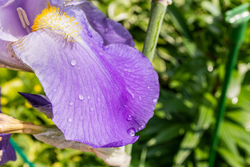 Part of the beautiful petal of the garden iris is lilac, blue. green natural background of green garden plants. Front view. spring flower. Macro iris.