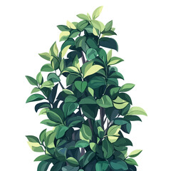 green plant isolated on white background
