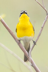A wild yellow-breasted chat perched in a tree in a park in Colorado.