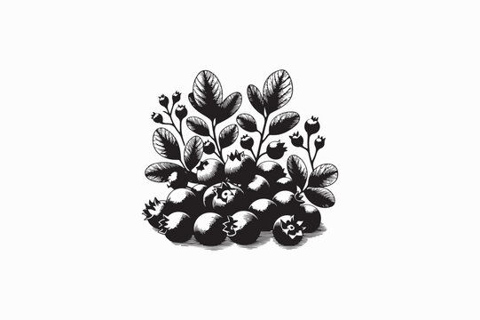 Sacaton Berry fruit vector silhouettes image made by adobe illustrator. eps