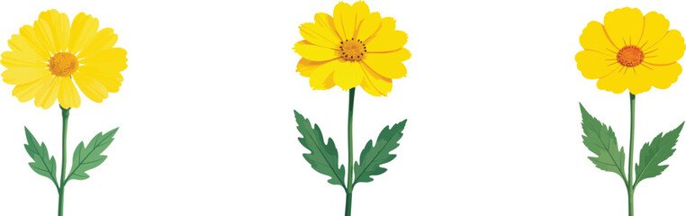 Three Vector Yellow Coreopsis Flowers on Isolated White Background: Floral Design Element                                                             