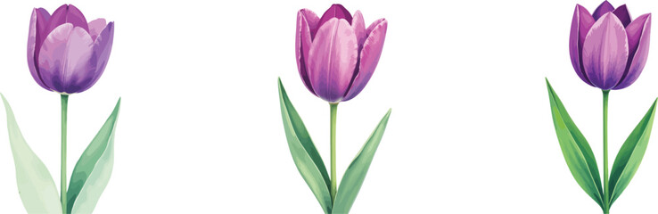 Floral Vector Trio: Elegant Purple Tulip Blooms on a White Background                                                                                 