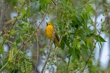 A wild yellow warbler perched in a tree in a park in Colorado.