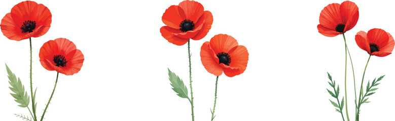 Obraz premium Elegant Red Poppy Illustration: Vector Floral Design with Delicate Petals and Green Stems on White Background. 
