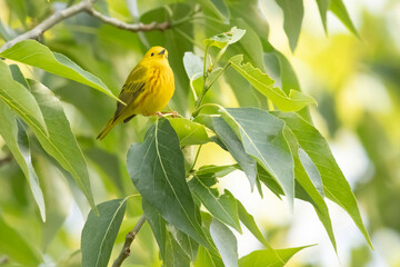 A wild yellow warbler perched in a tree in a park in Colorado.