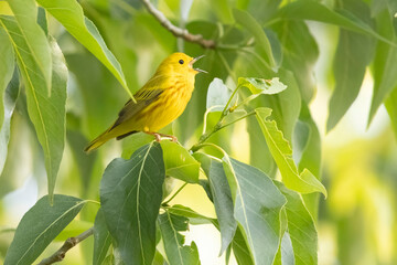 A wild yellow warbler perched in a tree in a park in Colorado.
