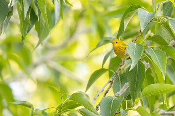 A wild yellow warbler perched in a tree in a park in Colorado.