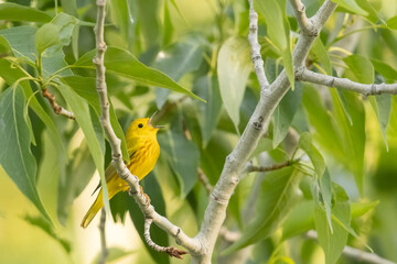 A wild yellow warbler perched in a tree in a park in Colorado.
