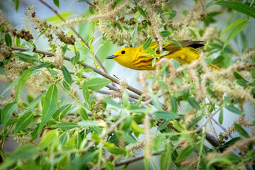 A wild yellow warbler perched in a tree in a park in Colorado.