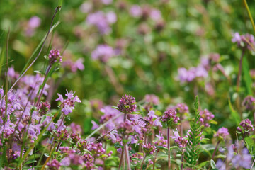 Blossoming fragrant Thymus serpyllum, Breckland wild thyme, creeping thyme, or elfin thyme close-up