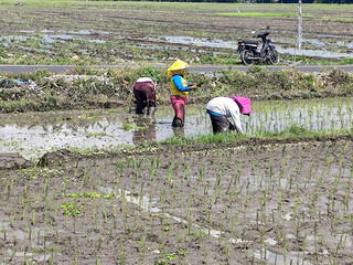 Female farmer in colorful clothes and head covering is bending over planting rice seedlings in a...