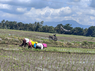 Female farmer in colorful clothes and head covering is bending over planting rice seedlings in a...