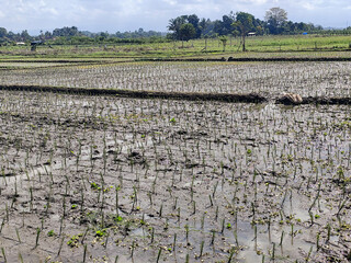 The view of muddy rice fields newly planted with young rice seedlings stretching out under a cloudy...