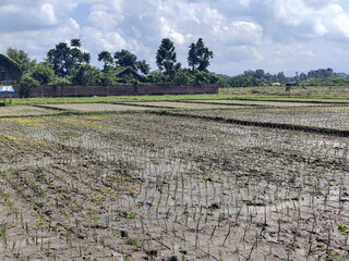 The view of muddy rice fields newly planted with young rice seedlings stretching out under a cloudy...
