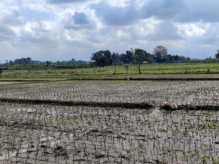 The view of muddy rice fields newly planted with young rice seedlings stretching out under a cloudy...