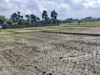 The view of muddy rice fields newly planted with young rice seedlings stretching out under a cloudy...