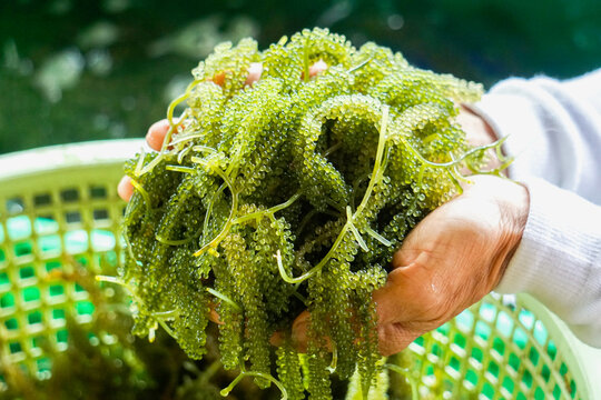 Grape Seaweed It is a green algae belonging to the class Ulvophyceae, native to the coast of the Indo-Pacific region. It is one of the edible seaweeds in the genus Caulerpa.
