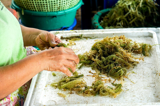 Grape Seaweed It is a green algae belonging to the class Ulvophyceae, native to the coast of the Indo-Pacific region. It is one of the edible seaweeds in the genus Caulerpa.