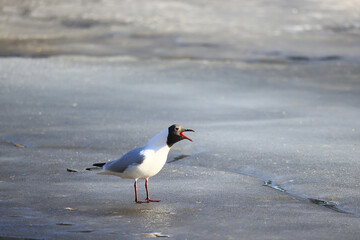 Fototapeta premium Seagulls are sitting on an ice floe, spring ice in the river and migratory birds have returned